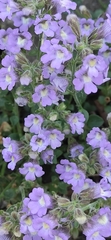 Chaenorhinum origanifolium