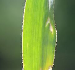 Ornithogalum comosum