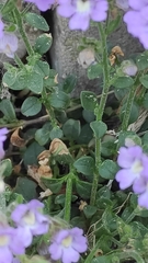 Chaenorhinum origanifolium