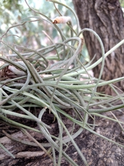 Tillandsia baileyi