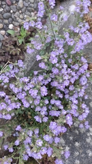 Chaenorhinum origanifolium