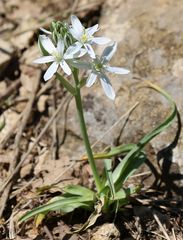 Ornithogalum comosum