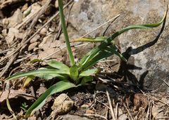 Ornithogalum comosum