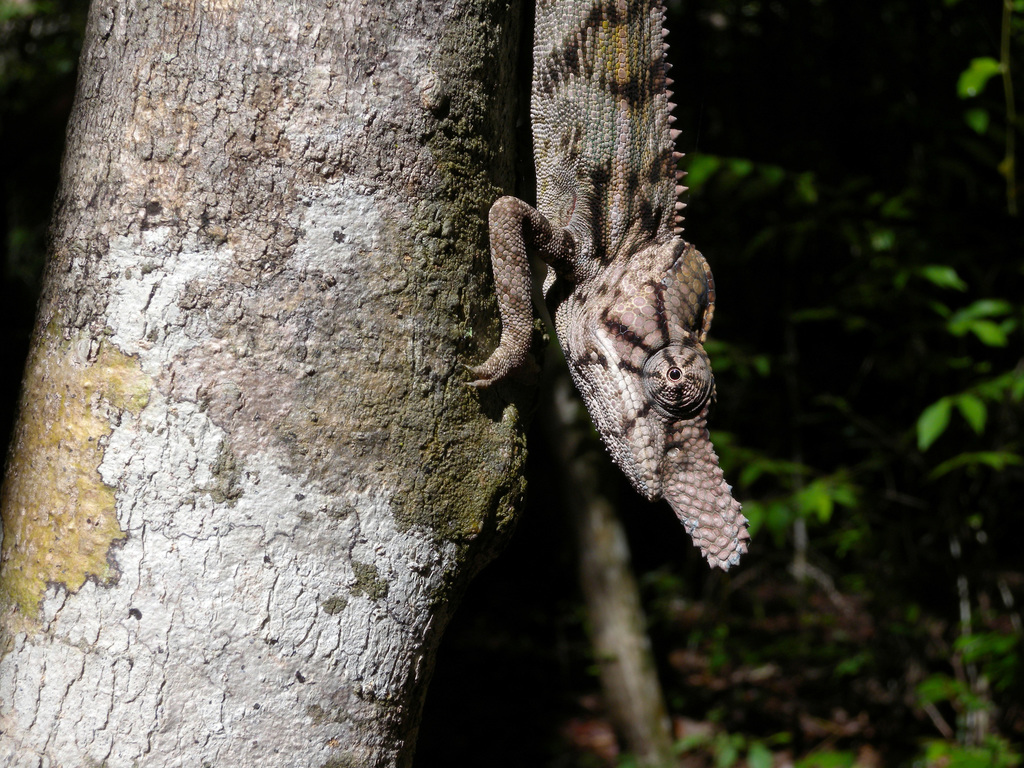Rhinoceros Chameleon