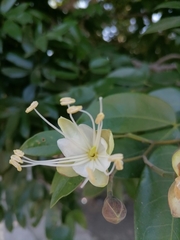 Capparis quiniflora