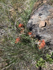 Castilleja hispida acuta