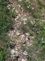 Ornithogalum comosum