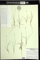 Carex disperma