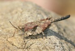 Paratettix cucullatus