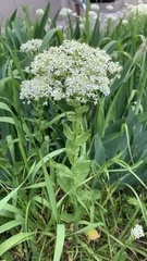 Lepidium draba