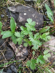 Potentilla gelida