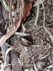 Desmogramma