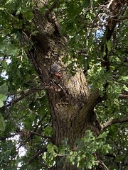 Sitta carolinensis