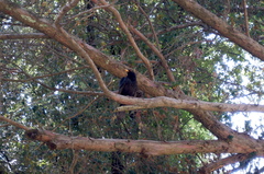 Turdus merula