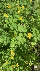 Chelidonium majus