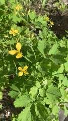 Chelidonium majus