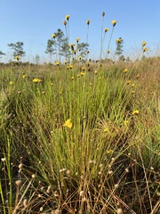 Xyris stenotera