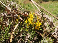 Genista pilosa