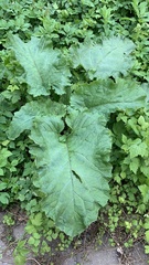 Arctium