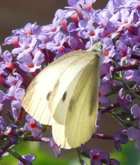Pieris rapae