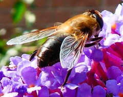 Eristalis tenax