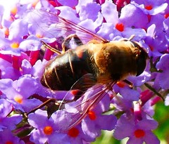 Eristalis tenax