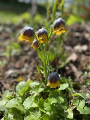 Fritillaria michailovskyi
