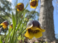 Fritillaria michailovskyi