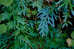 Selaginella uncinata