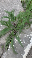 Achillea millefolium