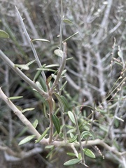 Castela erecta