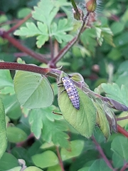 Coccinella septempunctata