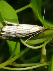 Chrysocrambus dentuellus