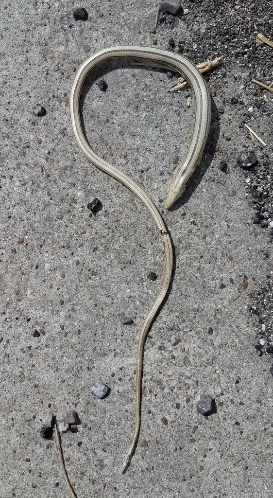 Western Slender Glass Lizard in May 2022 by Michael Orgill · iNaturalist