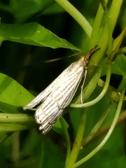 Chrysocrambus dentuellus