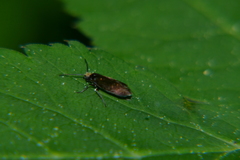 Micropterigidae