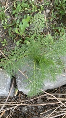 Tripleurospermum inodorum