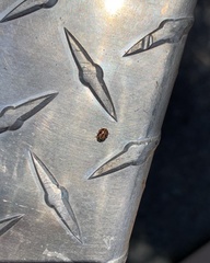 Mulsantina
