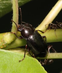 Nalassus dermestoides