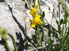 Genista sagittalis