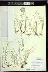 Carex disperma