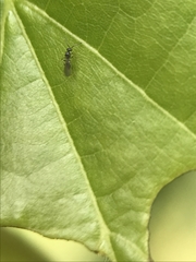 Insecta