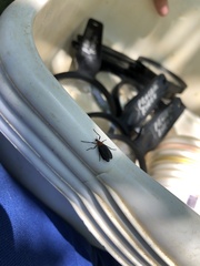 Plecia americana