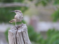 Campylorhynchus yucatanicus