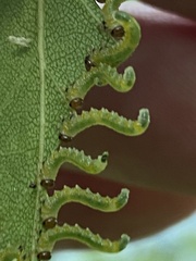 Pristiphora testacea