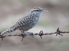 Campylorhynchus yucatanicus