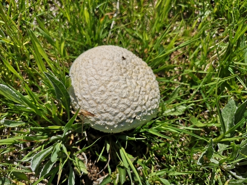 Trbušasta ćelavica (Lycoperdon utriforme)