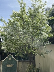 Chionanthus retusus