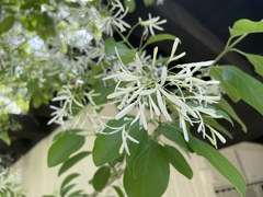 Chionanthus retusus