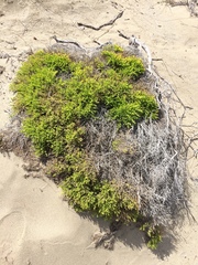 Baccharis pilularis pilularis